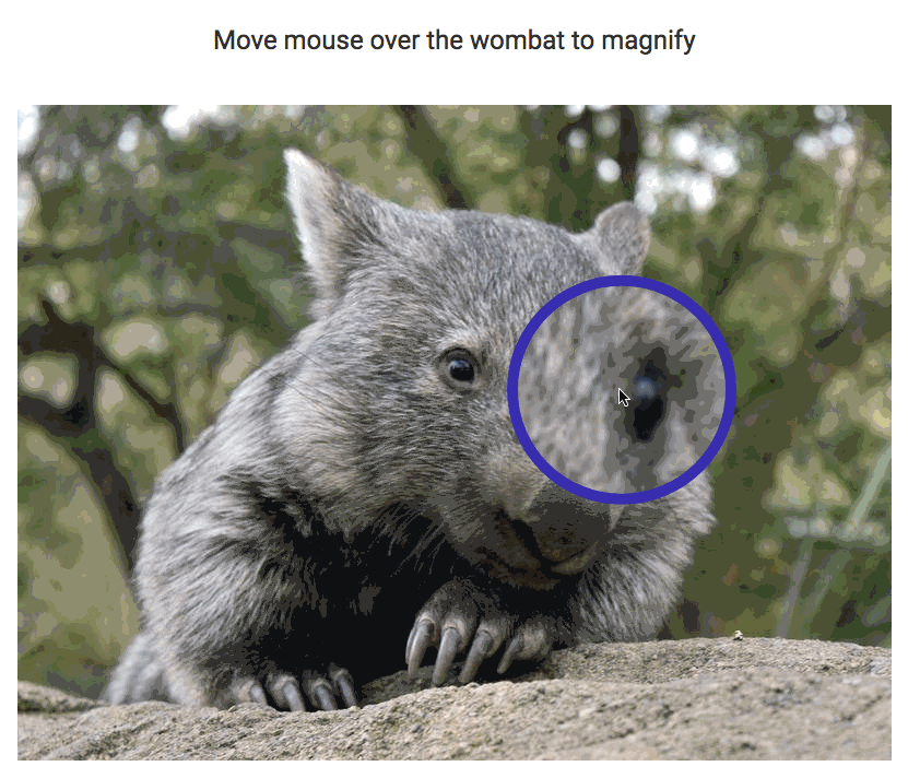 A picture of a wombat with the cursor moving slowly over it. A circle in centred on the cursor position and inside the circle, the image is magnified.