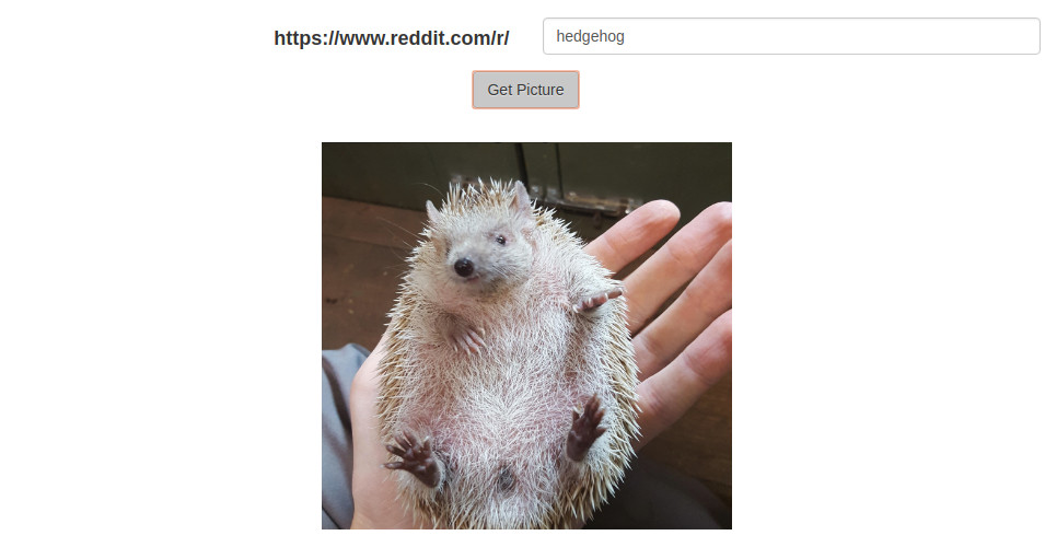 A random image from /r/hedgehogs